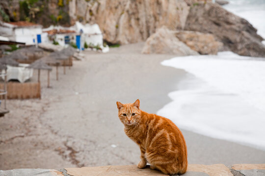 A Cat Sits On A Stone Ledge On The Beach; Nerja, Malaga, Andalusia, Spain