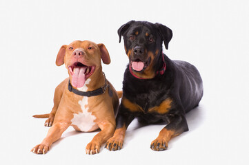 A Pitbull And A Rotweiller On A White Studio Background; St. Albert, Alberta, Canada