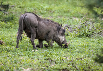 Female warthog feeds on grass in the swampy floodplain.