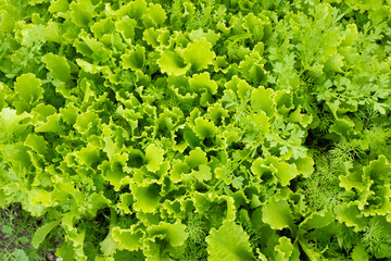 Fresh salad leaves, top view. Background from lettuce leaves plant for publication, design, poster, calendar, post, screensaver, wallpaper, postcard, banner, cover, website. High quality photo