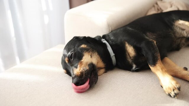 Beautiful black dog falling asleep on the white couch. Dog looking trough the window and waiting for owner. Home alone dog. Sleeping black dachshund laying in the sun on sofa couch. Cozy time. 