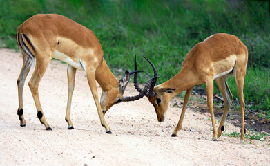 Establishing hierarchy in herd of African impala antelopes by means of clash of horns.