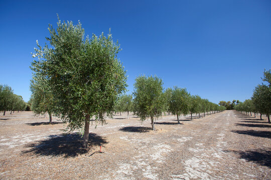 Olive Trees Near Dunsborough; Western Australia, Australia