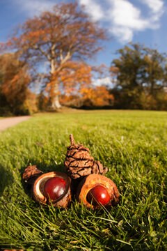 Pine Cones And Acorns Laying On The Grass; Scottish Borders, Scotland