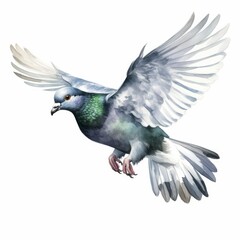 watercolor painting of a Flying pigeon on white background