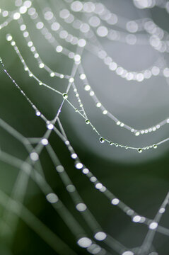 Dew Drops On A Spider Web; Lake Of The Woods, Ontario, Canada
