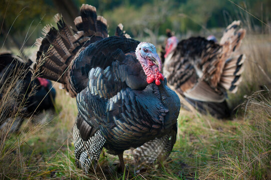 Fototapeta Turkeys  Salt Spring Island, British Columbia, Canada