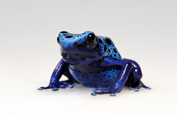 Blue poison dart frog // Blauer Pfeilgiftfrosch (Dendrobates tinctorius azureus)