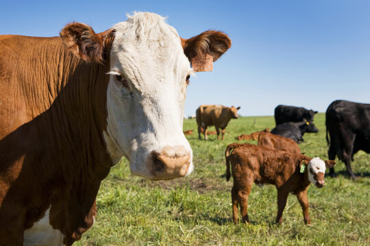 Close up of cow with calf in the background in a field of cattle with blue sky west of calgary; Alberta canada