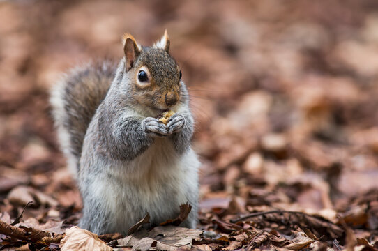 A squirrel on the ground holding something in it's paws; Middlesborough teeside england