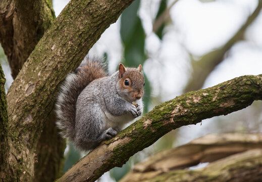 A squirrel in a tree; Middlesborough teeside england
