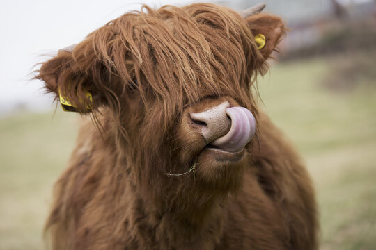 Highland Cattle Licking It's Lips; Scottish Borders, Scotland