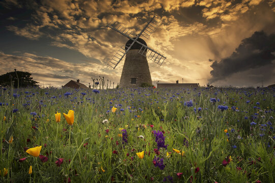 A Windmill At Sunset With Colourful Wildflowers In The Foreground; Whitburn, Tyne And Wear, England
