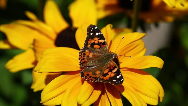 A Painted Lady butterfly feeds on a yellow flower in Sussex, England, UK
