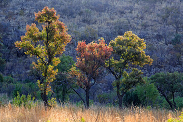 3 trees in the light