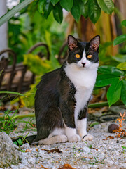 A portrait of a black cat