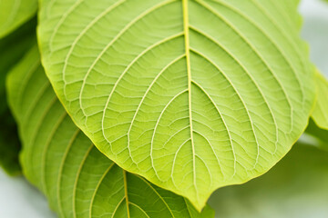 Kratom leaves green leafy plants have benefits to help reduce fat.	