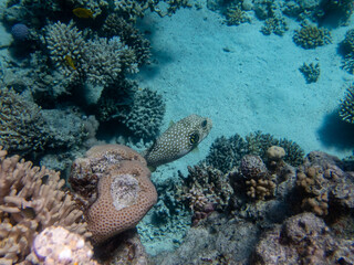 Cyclichthys spilostylus in a Red Sea coral reef