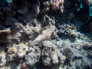 Cyclichthys spilostylus in a Red Sea coral reef