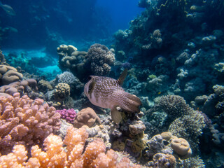 Obraz na płótnie Canvas Cyclichthys spilostylus in a Red Sea coral reef