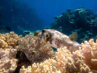 Cyclichthys spilostylus in a Red Sea coral reef