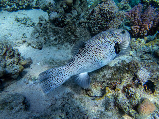 Cyclichthys spilostylus in a Red Sea coral reef