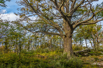 Big tree at forest, ushuaia, argentina