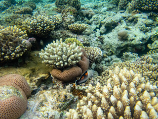 Coris aygula in the coral reef of the Red Sea