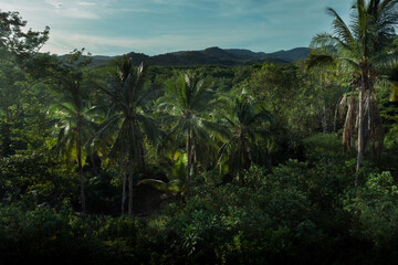 Fototapeta na wymiar Set of palm trees at Philippines