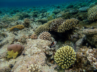Fototapeta na wymiar Coris aygula in the coral reef of the Red Sea