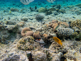 Naklejka na ściany i meble Coris aygula in the coral reef of the Red Sea