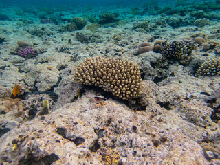 Coris aygula in the coral reef of the Red Sea