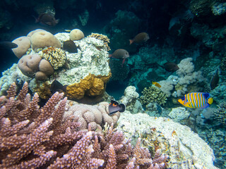 Fototapeta na wymiar Coris aygula in the coral reef of the Red Sea
