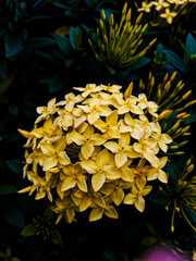 the beauty of the yellow Javanese soka flower when it blooms forms a round shape