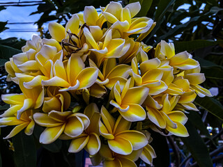the beauty of yellow frangipani flowers when they bloom