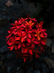 red rose on black background