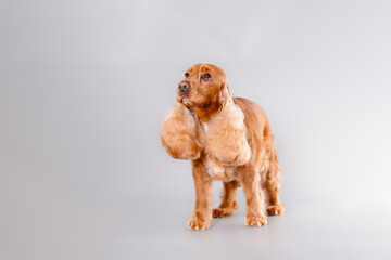 English cocker spaniel after grooming on a gray background
