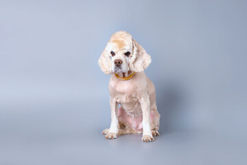 The dog is an American Cocker spaniel shaved bald sitting on a gray background