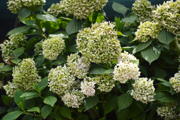 Green Hydrangea flowers. Changing colours of matured hydrangea flowers.