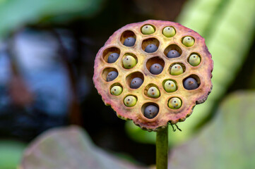 Close up shot of giant lotus seed head