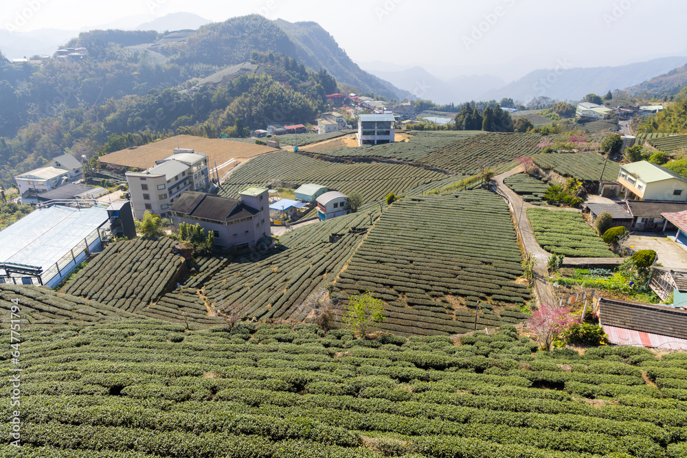 Sticker Green tea tree field on mountain