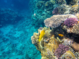Unusually beautiful inhabitants of the coral reef of the Red Sea