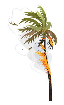 Burning Palm Tree Isolated on White, Wild Fire