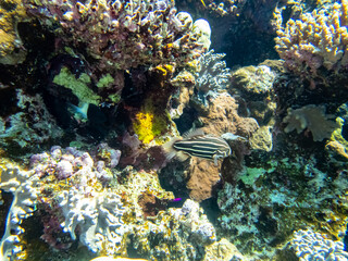Unusually beautiful inhabitants of the coral reef of the Red Sea