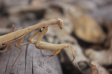 Strolling Mantis: A Praying Mantis Takes a Walk