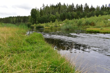 river in the forest