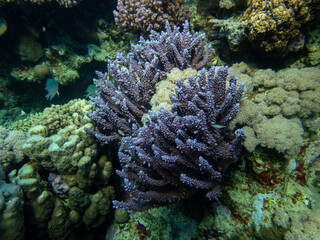 Unusually beautiful inhabitants of the coral reef of the Red Sea