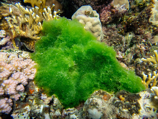 Unusually beautiful inhabitants of the coral reef of the Red Sea