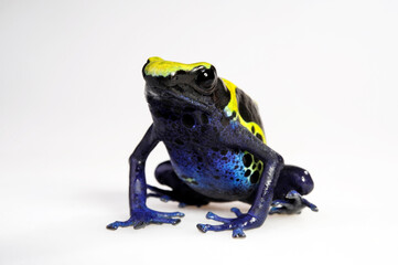 Dyeing poison dart frog // Färberfrosch (Dendrobates tinctorius) - Surinam