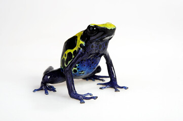 Färberfrosch // Dyeing poison dart frog (Dendrobates tinctorius) - Surinam